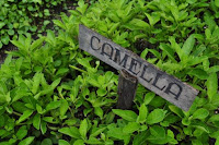 pinoyecofarm penalosa farms_0021.JPG