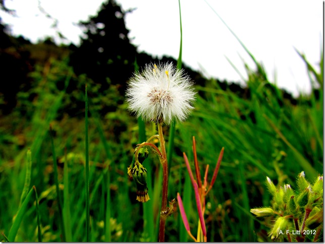 Transformation.  Springwater Corridor.  Gresham, Oregon.  April 15, 2012.  Photo of the Day by A. F. Litt: May 31, 2012.  http://rubble.blogspot.com