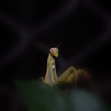 Jerilynn and I had a fun "National Geographic Moment" in our back yard. We were doing yard work when Jerilynn went to clean some overgrown fullage off the plants, this leaf wiggled out of her hand. Praying Mantis
