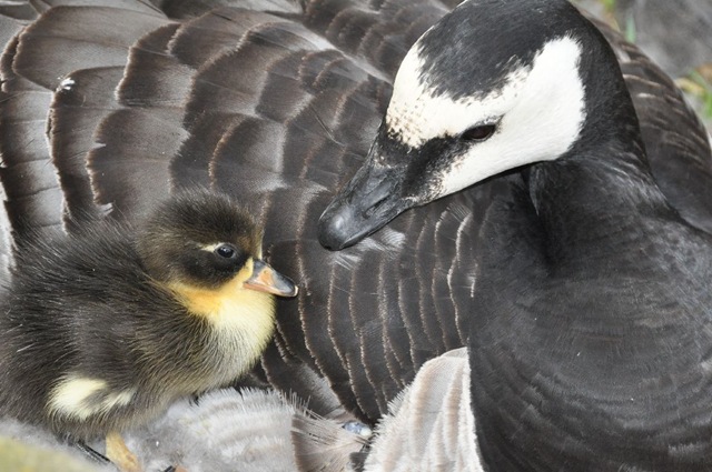 [DSC_0533%255B3%255D.jpg]