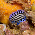 P5263613