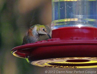 Rufus on Feeder Rufus on Feeder