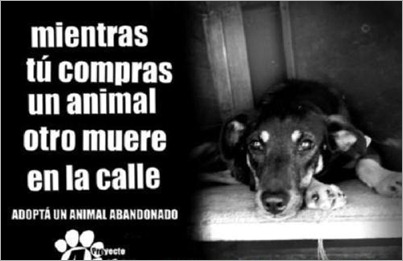 adopcion de animales