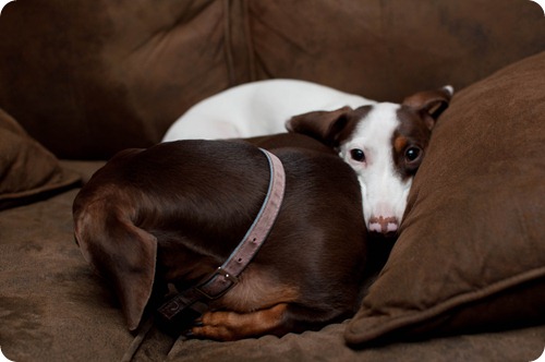Wiener Dogs