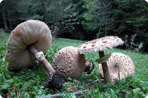 Macrolepiota procera