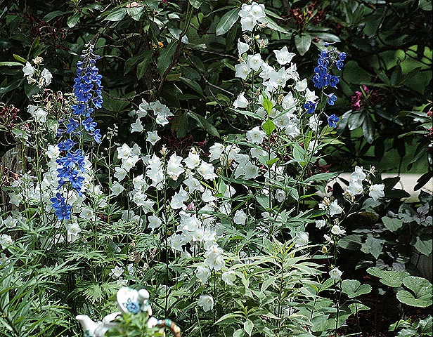 [Delphinium_BlueBrid_Bellflowers%255B1%255D.jpg]