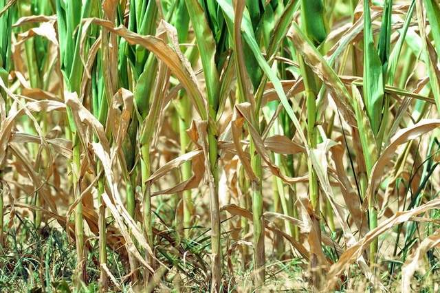 This is a photo of corn stunted or damaged by the drought in a field east of Whiteland, Indiana, 5 July 2012. Rob Goebel / The Star