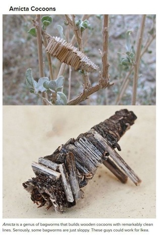 [animals-create-things-9%255B2%255D.jpg]