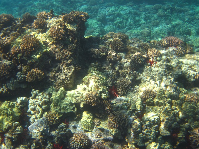 [IMG_3452%255B3%255D.jpg]