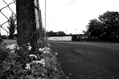 Roadside-Flowers-2