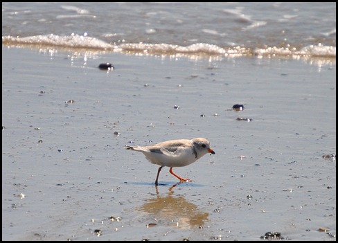 03o - Barrier Beach Trail - endangered piping plover