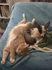 I suspect it is also a way in which they show affection for their feline friends as well!