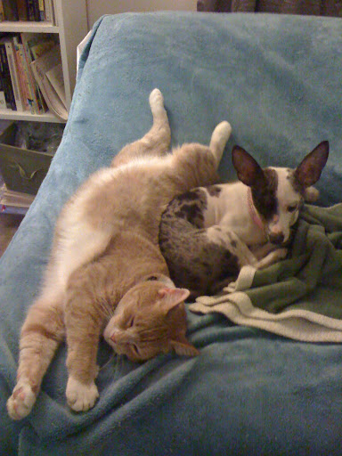I suspect it is also a way in which they show affection for their feline friends as well!