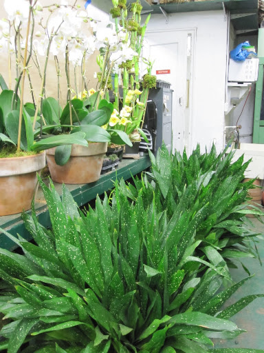 You will be amazed at the size of many plants around the store!