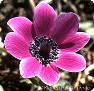flor-anemona