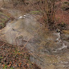 rz. Samica dsc05927.jpg