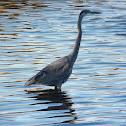 Great Blue Heron