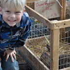 Jacob with the bunnies at the t'Zand square market DSC_0883.jpg