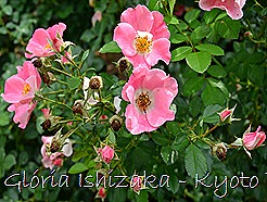 Glória Ishizaka -   Kyoto Botanical Garden 2012 - 110