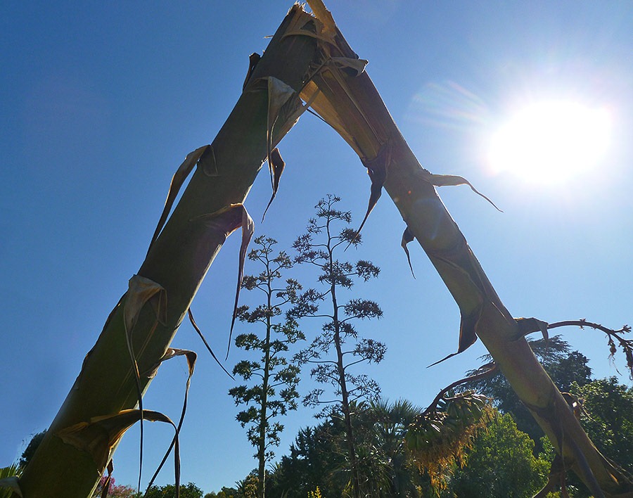 [111008_rbg_Agave-americana-marginata_03%255B7%255D.jpg]