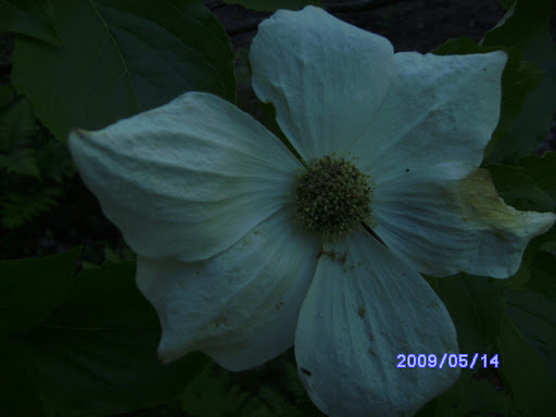 Dogwood+tree+fruit+is+edible