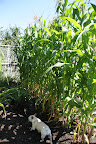 Franny, don't bother to pick any of this corn because it's ornamental and it's for the autumn holidays.  We'll buy sweet corn from a farm stand in Long Island, instead.