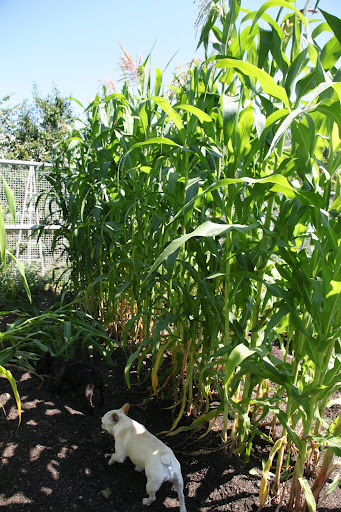 Franny, don't bother to pick any of this corn because it's ornamental and it's for the autumn holidays.  We'll buy sweet corn from a farm stand in Long Island, instead.