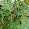 dsc01196.jpg