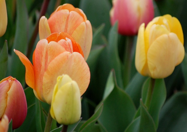 [tulips192.jpg]
