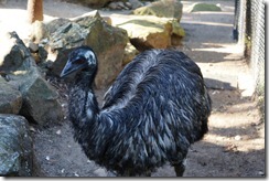 Emu, Taronga Zoo