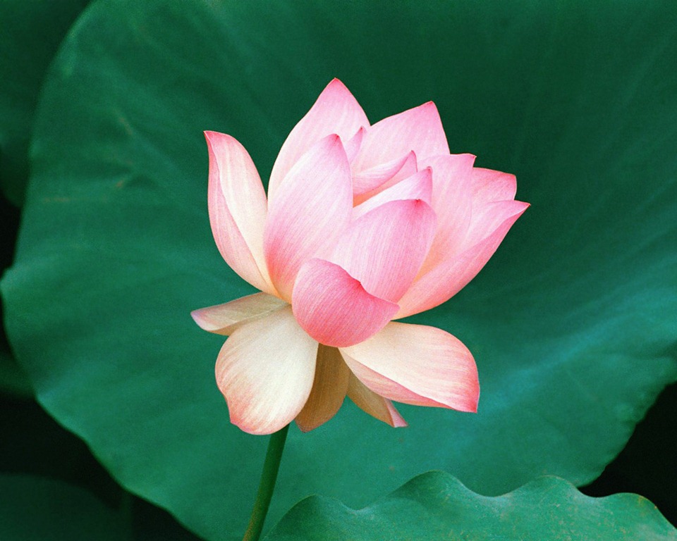 [the_lotus_flower%252C_hawaii%255B4%255D.jpg]