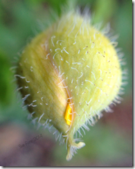 Sue Reno, wood poppy bud, macro