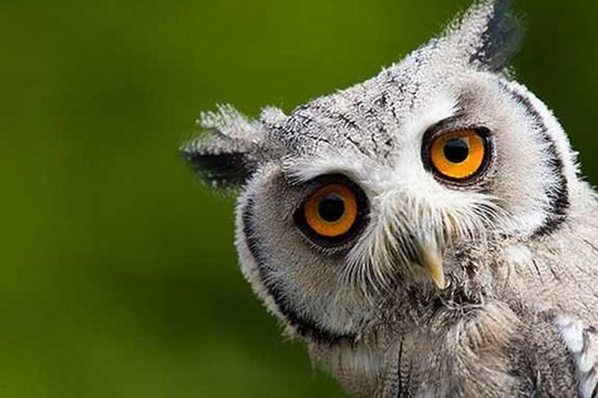 [animals-worried-face-25%255B2%255D.jpg]