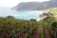 Grape vines overlooking Monterosso