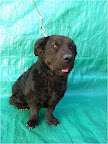 MOMO. Macho 2 años. Encantador, alegre, juguetón, amoroso, activo pero no en exceso, ama las caricias y los juegos. Socializa muy bien con personas y animales