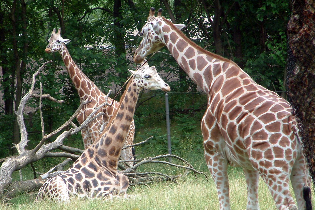 [bronx-zoo-giraffes%255B4%255D.jpg]
