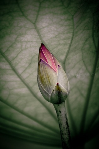 DSC_2574 DSC_2574