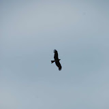 Vulture