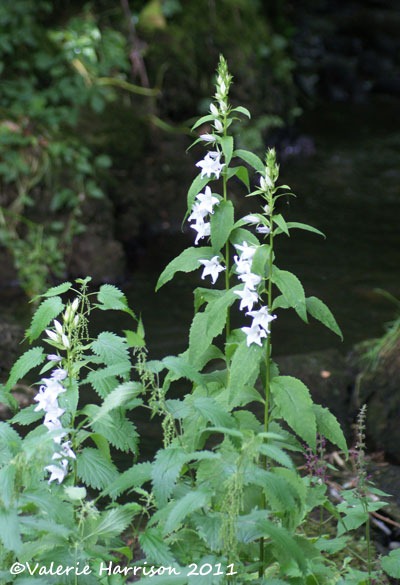 [4%2520giant-bell-flower%255B2%255D.jpg]