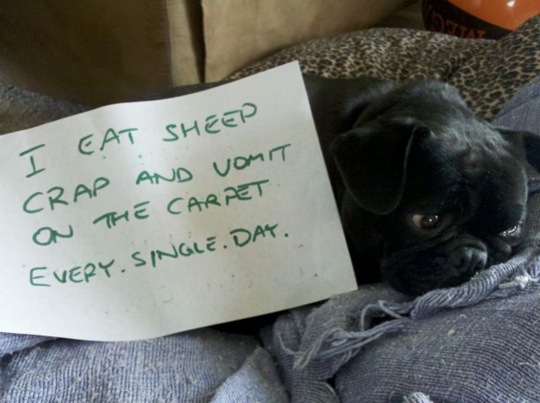 [dog-shaming-bad-15%255B2%255D.jpg]