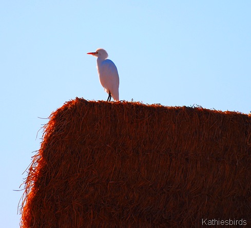 6. on the lookout-kab