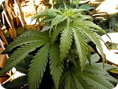 marijuana marijuana