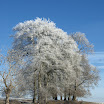 Paul Downes -  Mid Winters Beauty.JPG