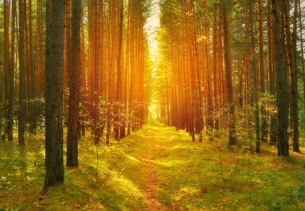 [path-in-the-woods-13615460746I3%255B4%255D.jpg]