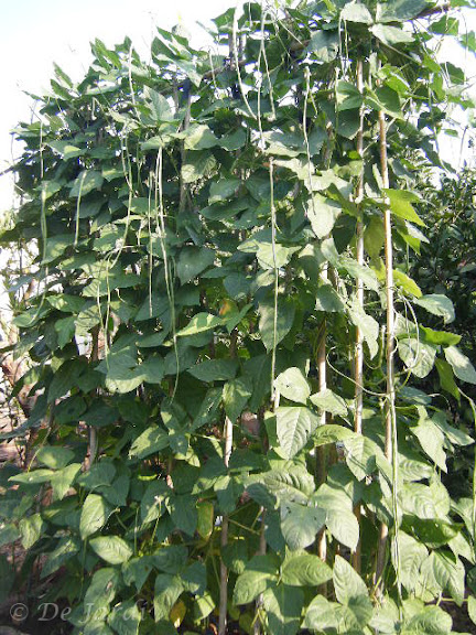 2012_09070017.jpg