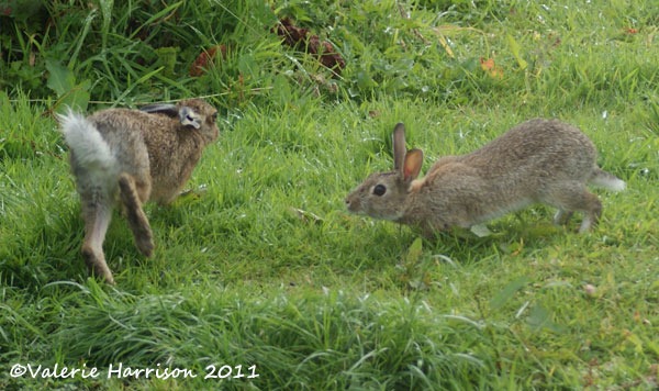 [hare-and-rabbit-1%255B2%255D.jpg]