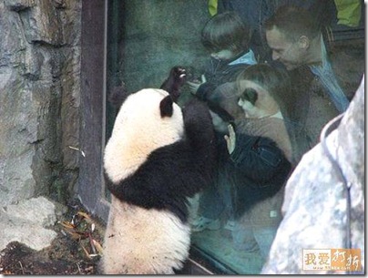 panda
