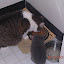 Big-bro Timmy instructs baby Reneseme how to eat and drink, May 12, 2009.