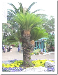 Florida vacation Epcot palm trees and flowers Florida vacation Epcot palm trees and flowers