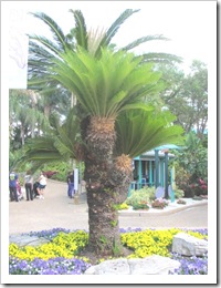 Florida vacation Epcot palm trees and flowers